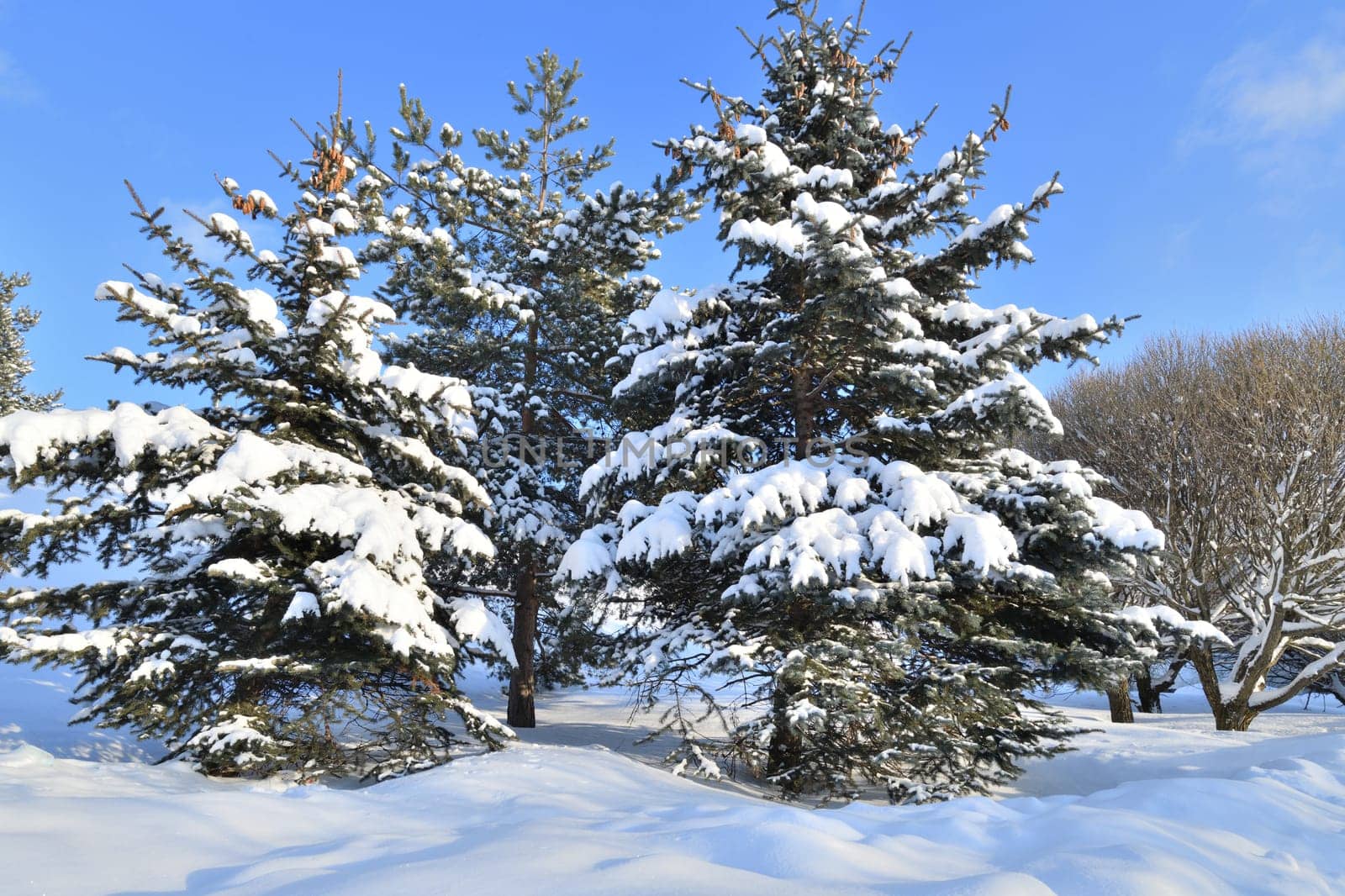 Spruce trees covered with snow in a park, Russia by olgavolodina