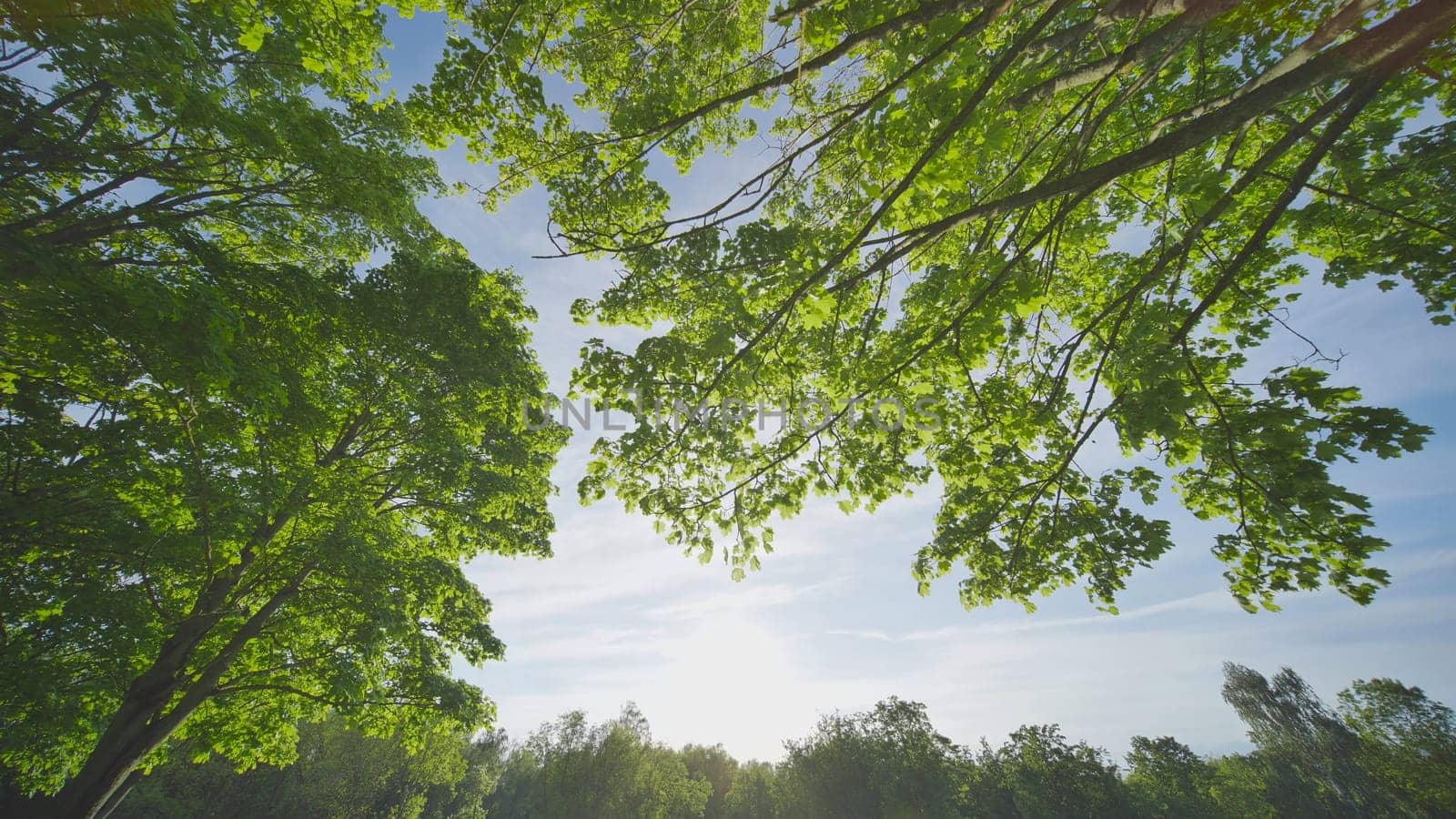 A maple tree in a city park. by DovidPro