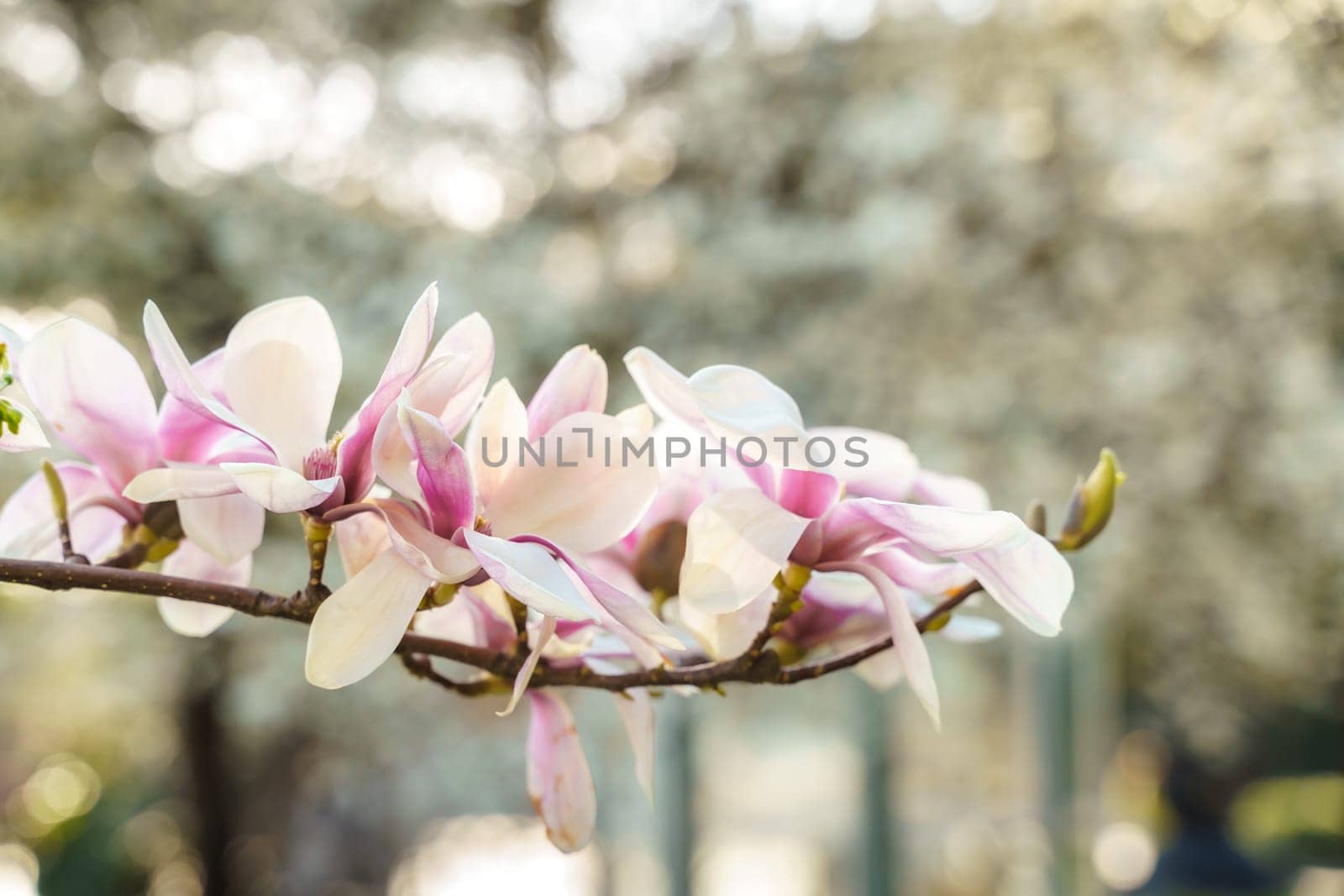 Flower magnolia blossoms on green grass background. by Matiunina