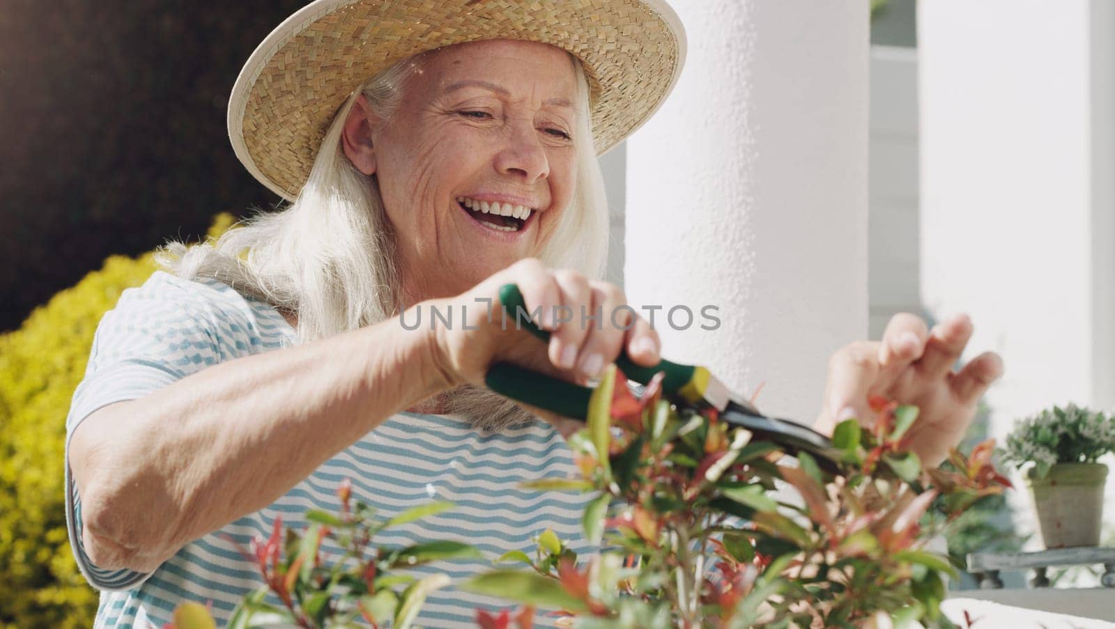 Senior, woman and trimming of plants in garden, home and smile for nature, outdoor and summer to relax. House, ecology and elderly person with hobby, happiness and hat for sun, retirement and weekend by YuriArcurs