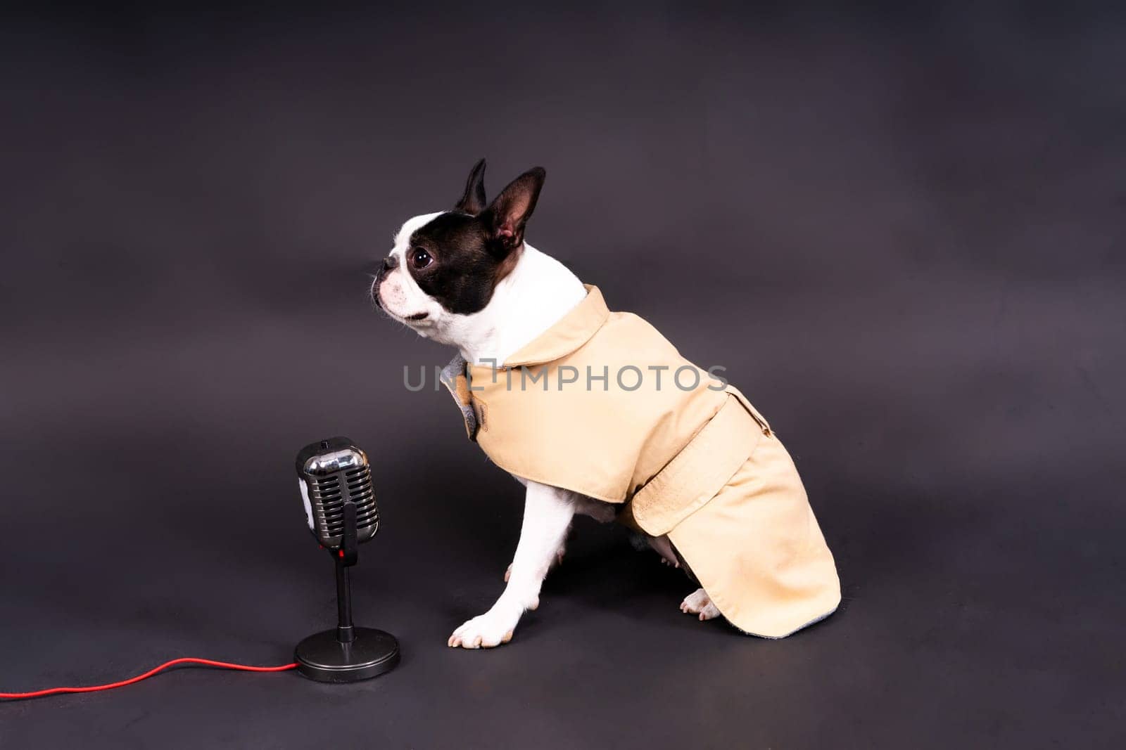 The muzzle of a Boston Terrier dog gives an interview into the microphone. by Zelenin