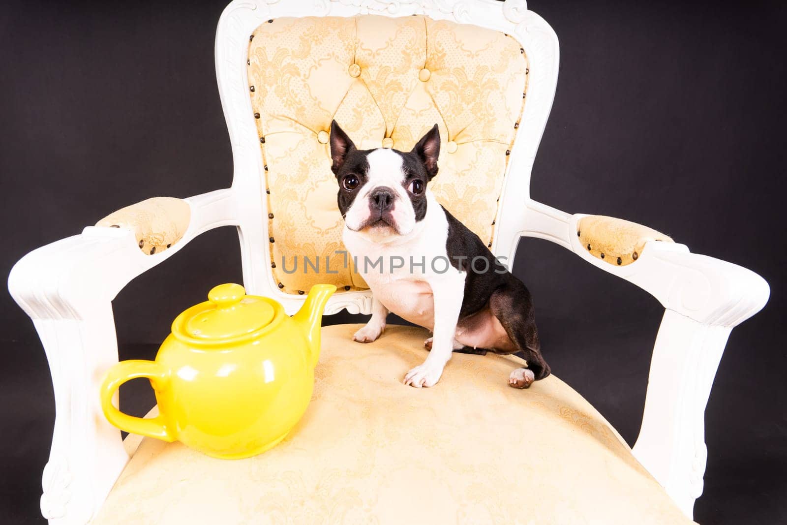 A beautiful little dog of Boston terrier sits on a wooden chair next to a teapot and looks away. by Zelenin