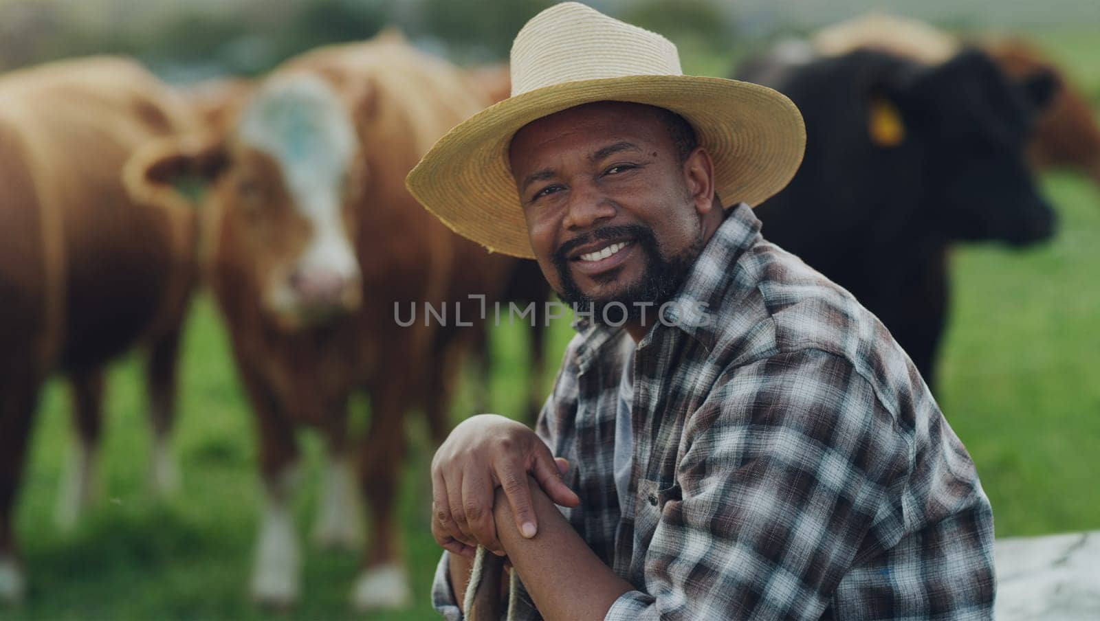 Portrait of man, farmer or cows on farm agriculture for livestock, sustainability or business in countryside. Smile, dairy production or mature person farming cattle herd or animals on grass field by YuriArcurs