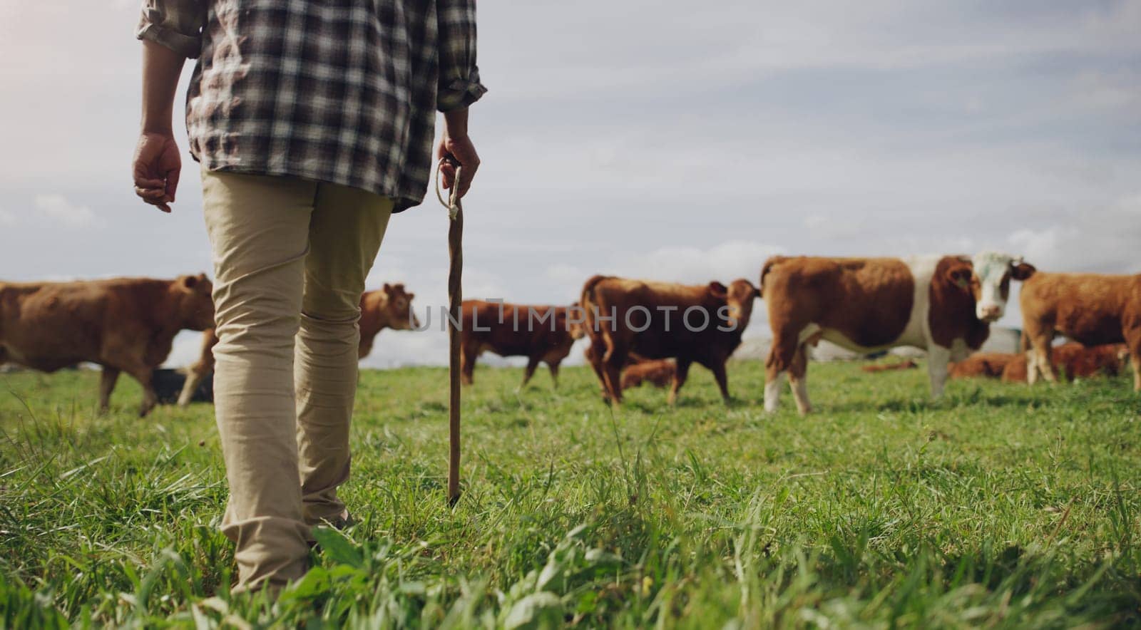 Cows, farmer or man walking on farm agriculture for livestock, sustainability or agro business in countryside. Stick, dairy production or back of person farming cattle herd or animals on grass field by YuriArcurs