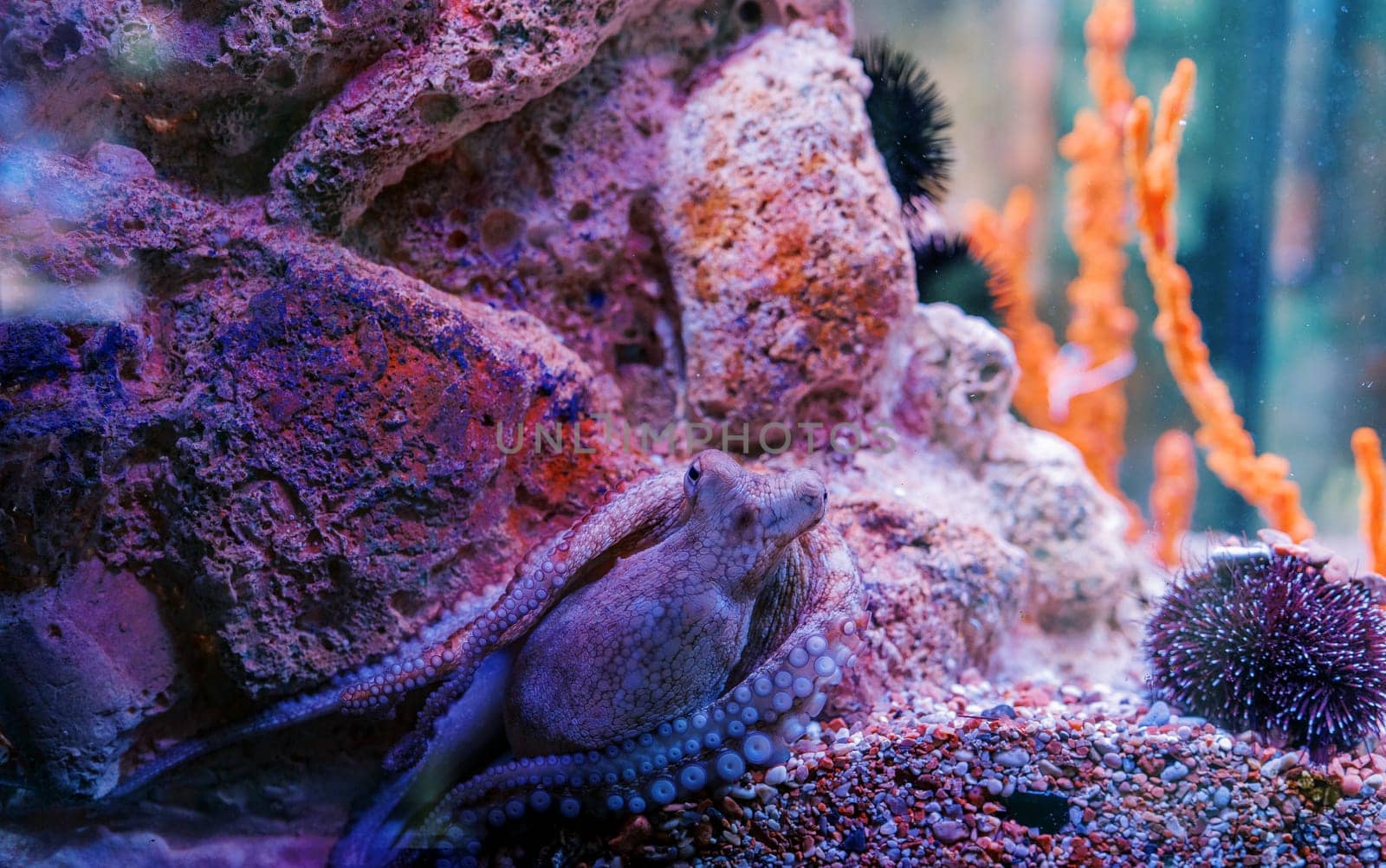 Octopus in a pink backlight camouflages itself near the rocks next to the sea urchins by Nadtochiy