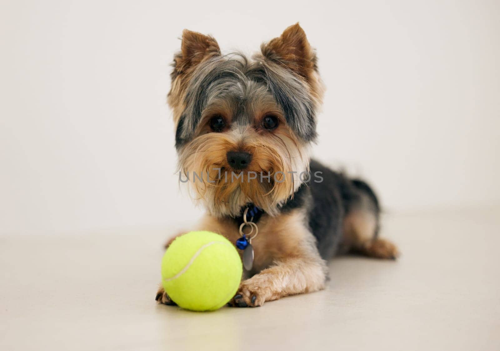 Tennis ball, cute and portrait of dog in studio for playing with sweet and adorable face for fun. Animal, toy and purebred fluffy yorkshire terrier puppy pet with collar isolated by background