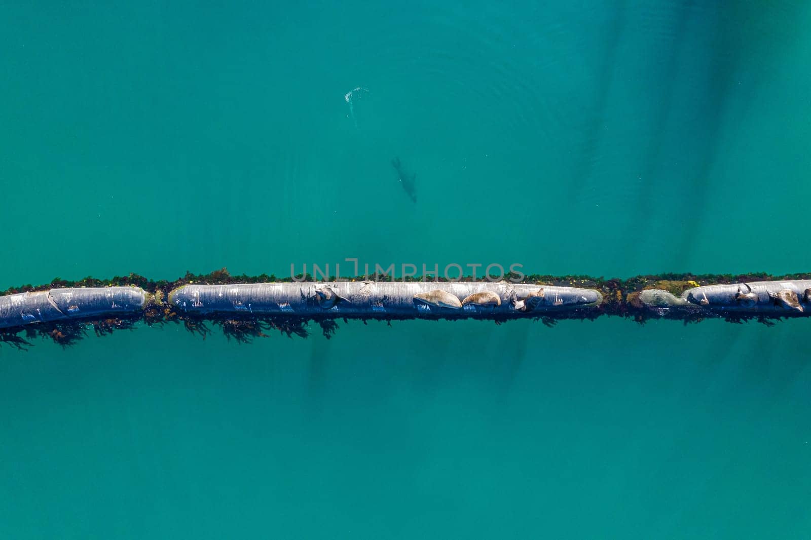 Aerial, marine and pipeline in ocean or sea, animals and seals on export pipe for fuel or gas transportation. Industrial, water and corrosion resistant steel, offshore or environmental impacts.