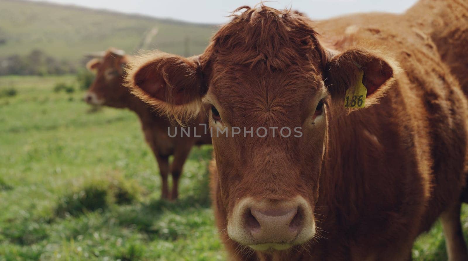 Nature, farm and cows in countryside, grass and outdoor in spring, portrait and agriculture in environment. Animal, livestock and field for grazing, sustainability and land for cattle and dairy by YuriArcurs