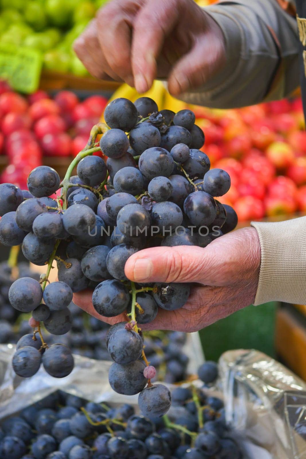 farmer holding fresh grape fruit.