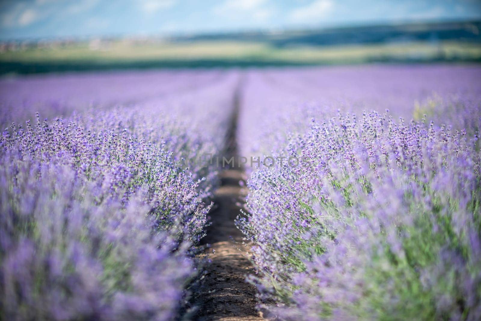 Blooming lavender in a field at in Provence. Fantastic summer mood, floral sunset landscape of meadow lavender flowers. Peaceful bright and relaxing nature scenery