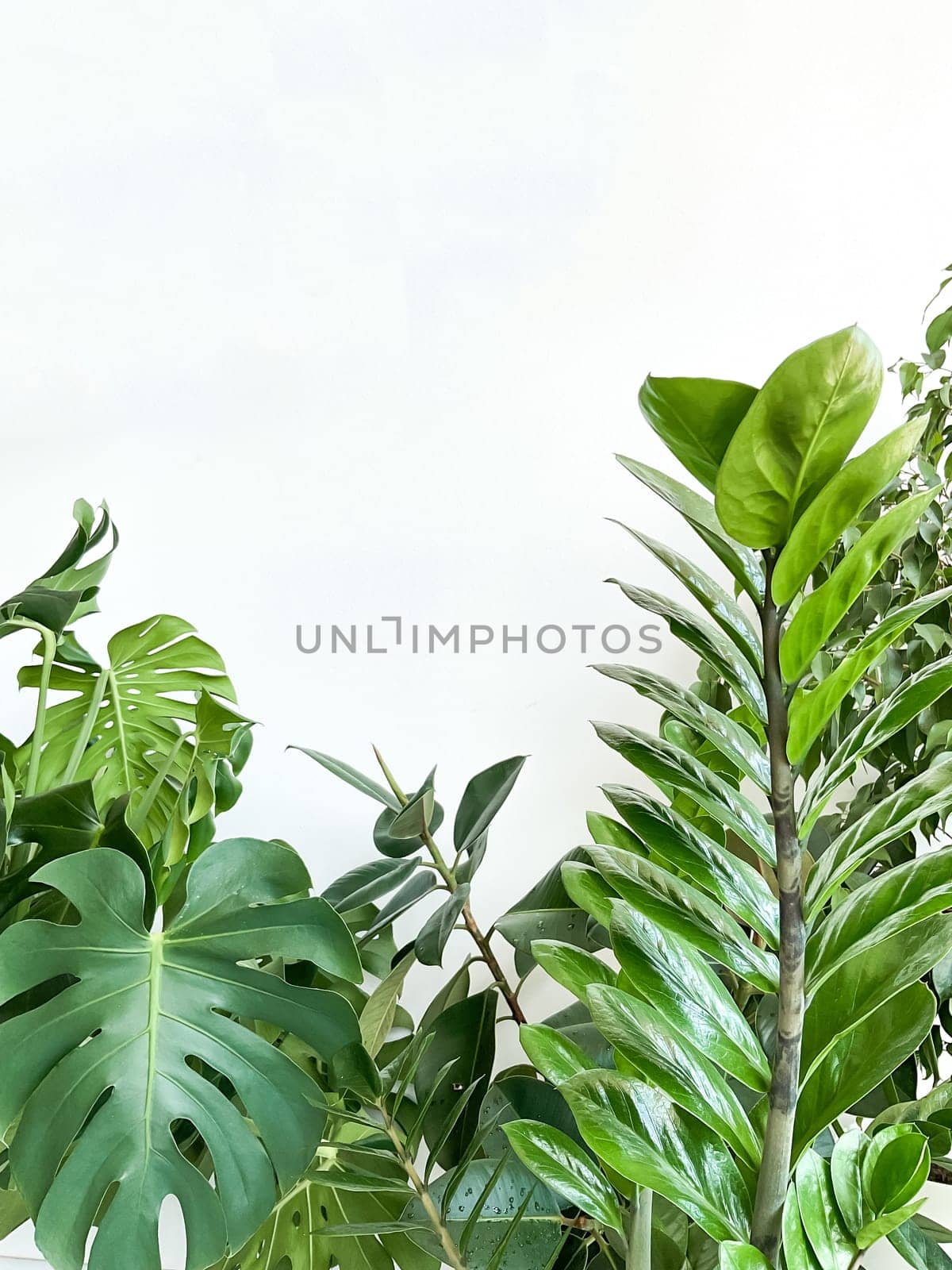 Plant Monstera deliciosa, zamiokulkas and ficus on a white background. Stylish and minimalistic urban jungle interior. Empty white wall and copy space