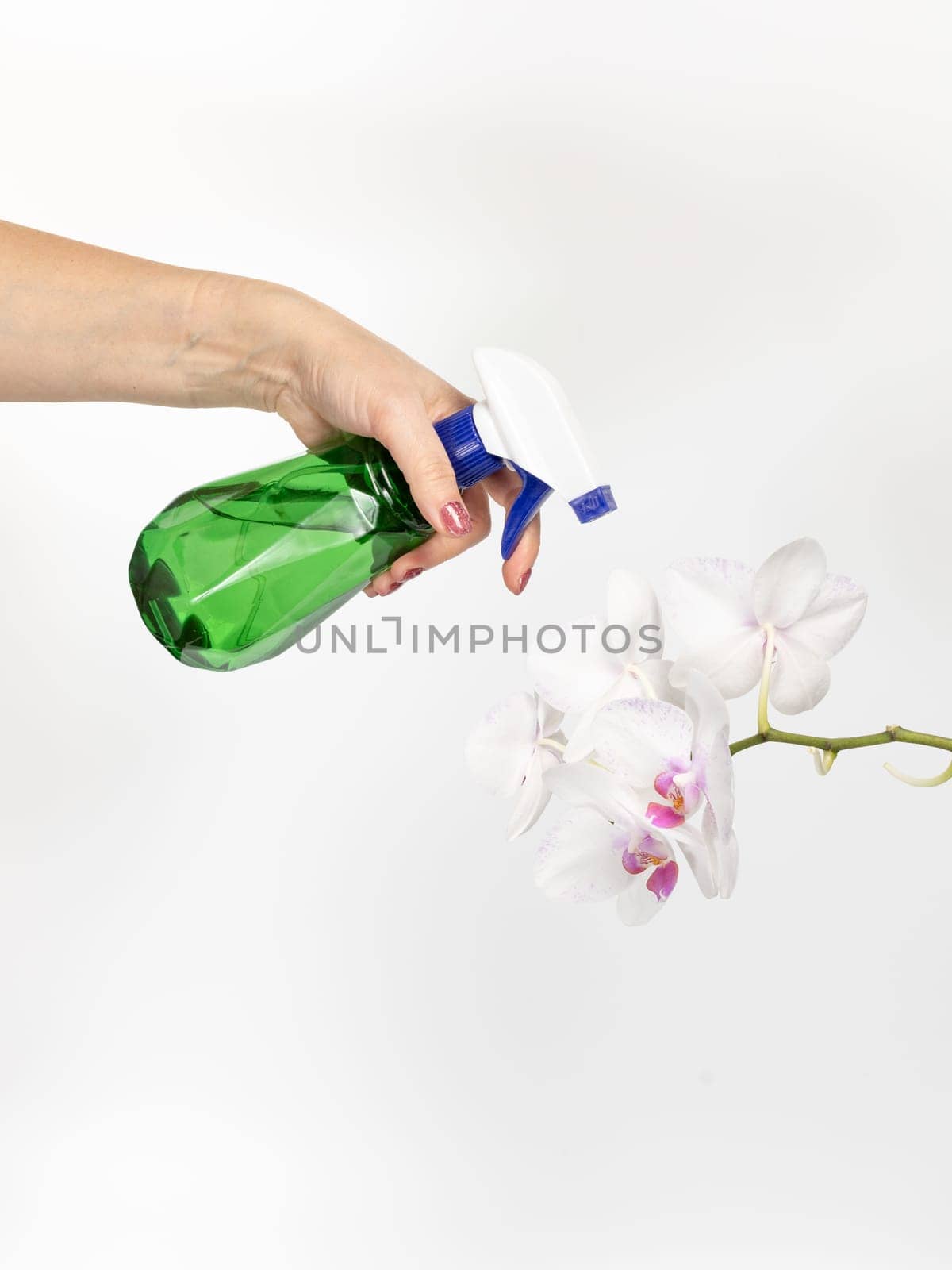 Woman with a sprayer and white orchid flowers on the white background.