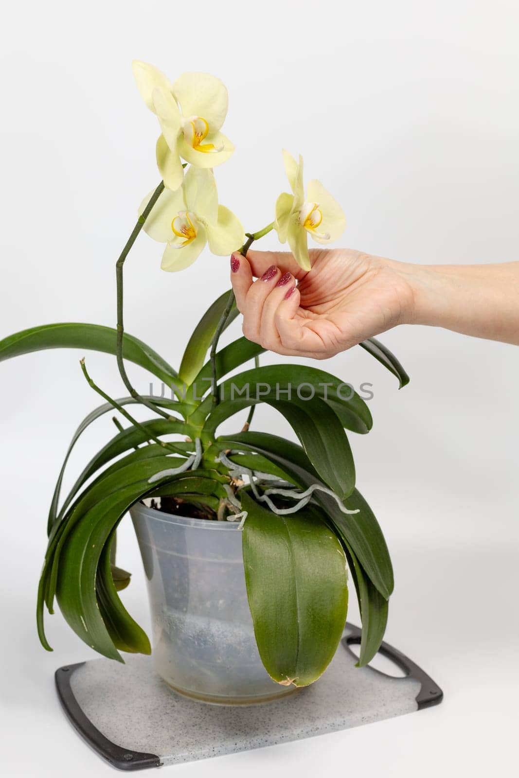 Woman's hand holding a branch of yellow phalaenopsis orchid flowers on the white background. Tropical flower.