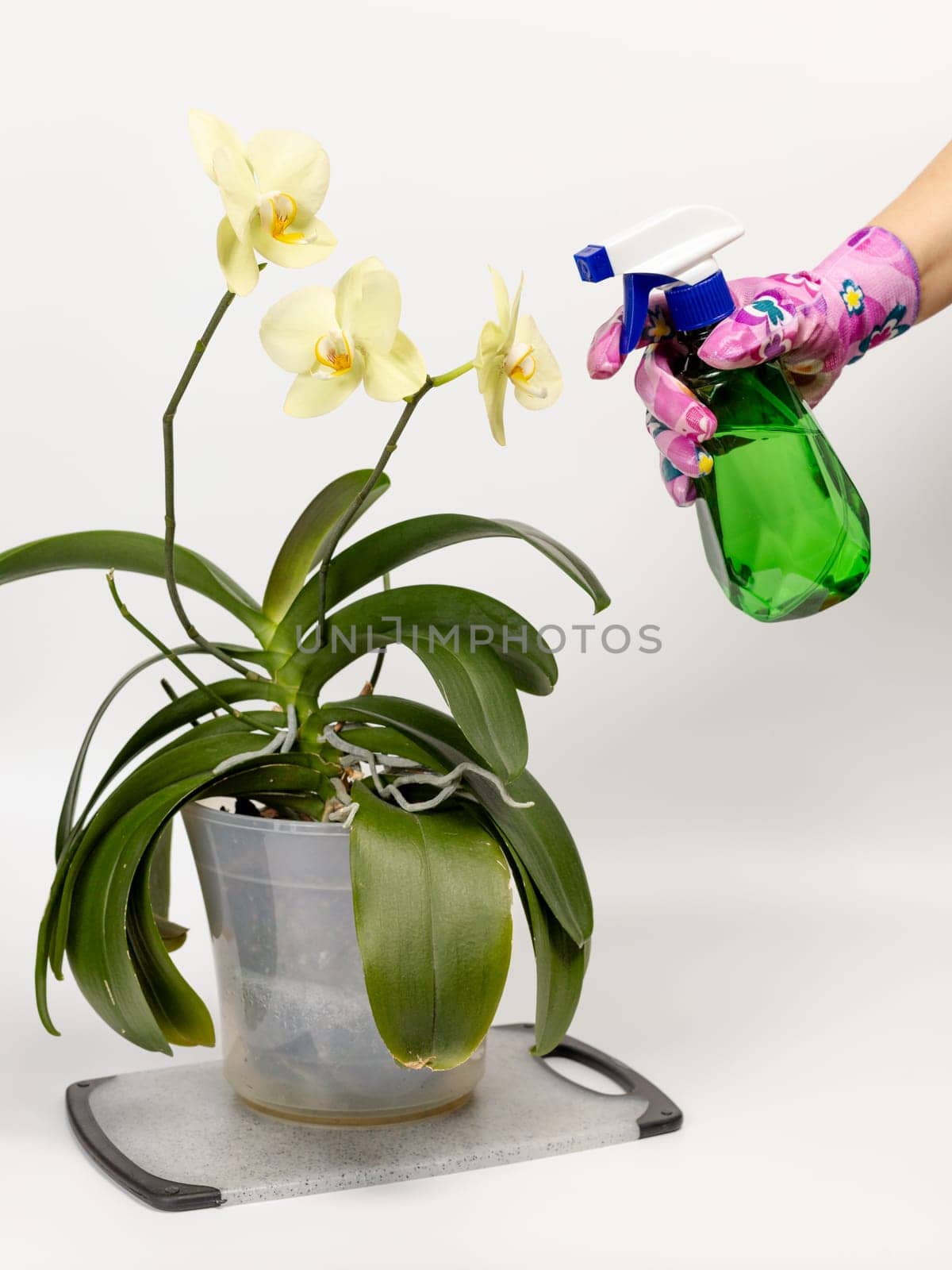 Woman sprays orchids in flower pot. Taking care for house plants. by mvg6894