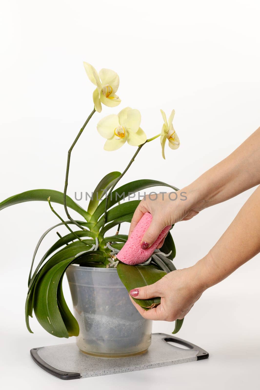 Woman cleans leaves of phalaenopsis orchid flowers with the white background. by mvg6894