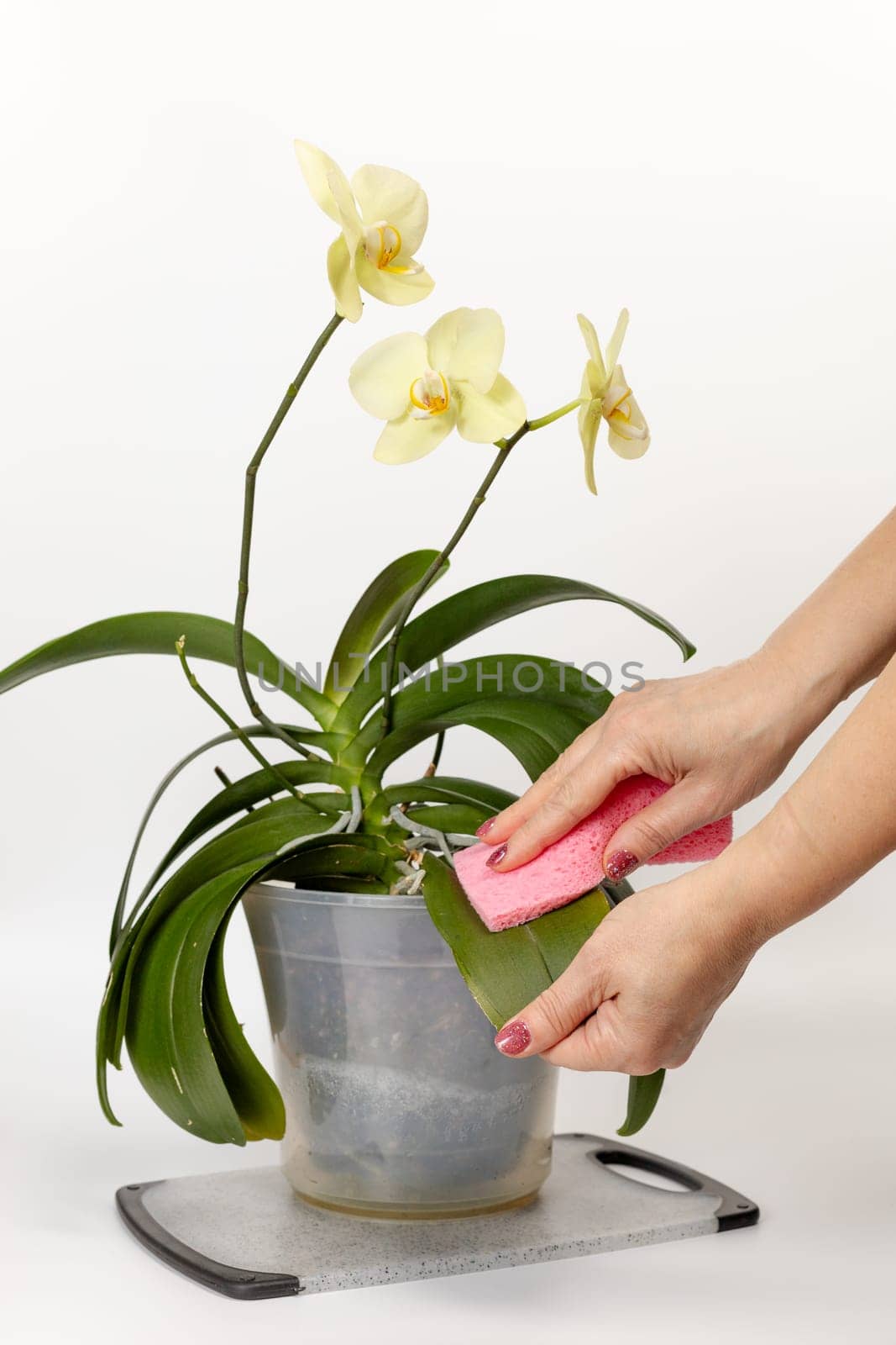 Woman cleans leaves of phalaenopsis orchid flowers with the white background. by mvg6894