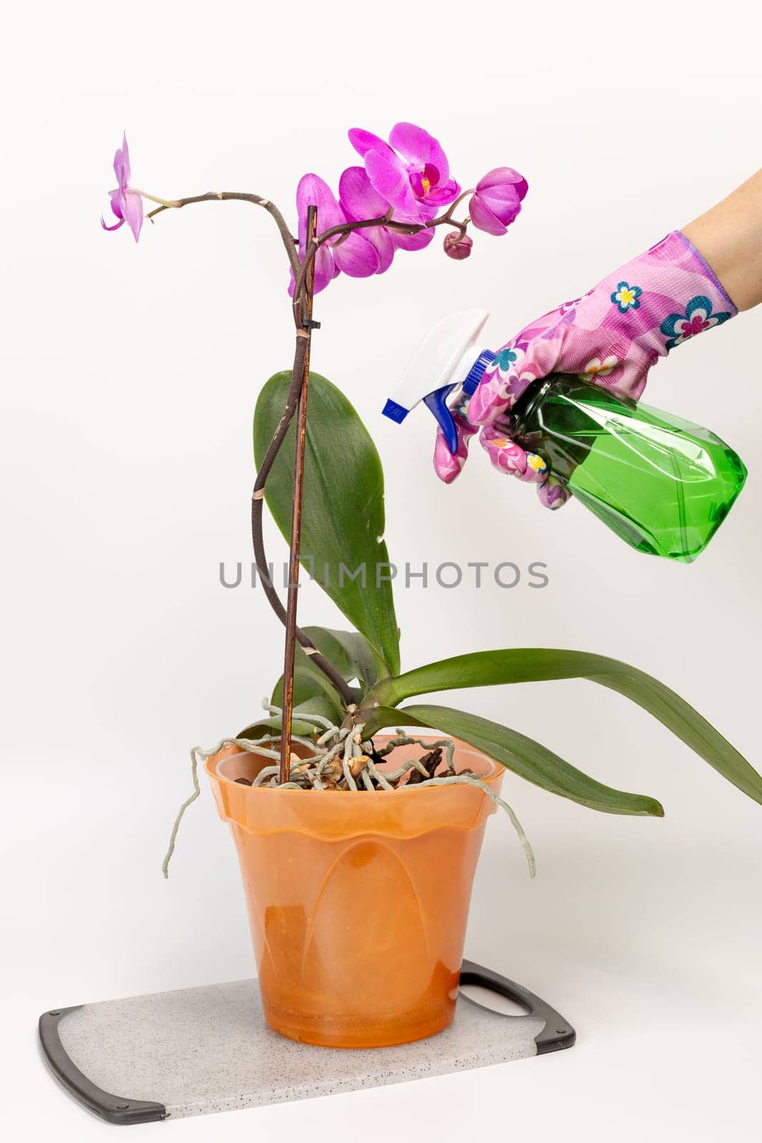Woman in rubber gloves taking care of house plants and spraying violet phalaenopsis orchid flowers with water from a spray bottle. The concept of house gardening and flower care.