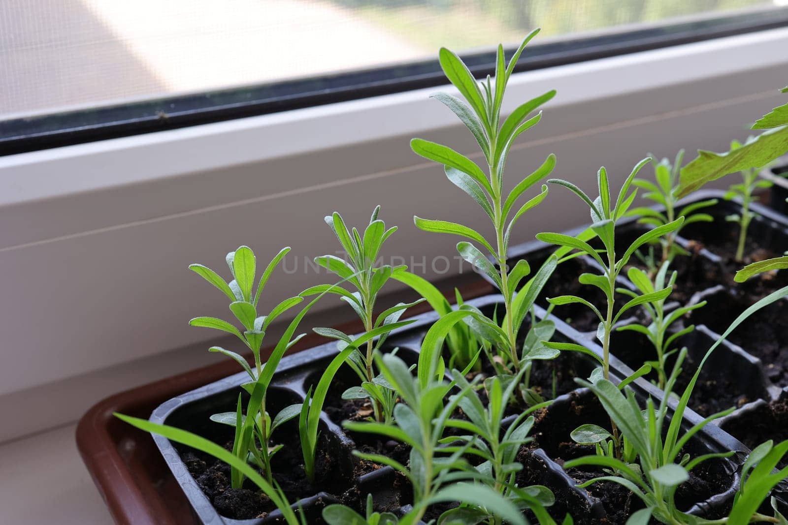 Lavender seedlings grown at home from seeds are planted in special containers on the windowsill. Gardening and vegetable gardening concept