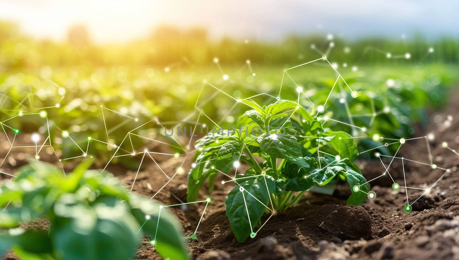 Agriculture and biotechnology concept. Green seedlings of pepper growing in the field.