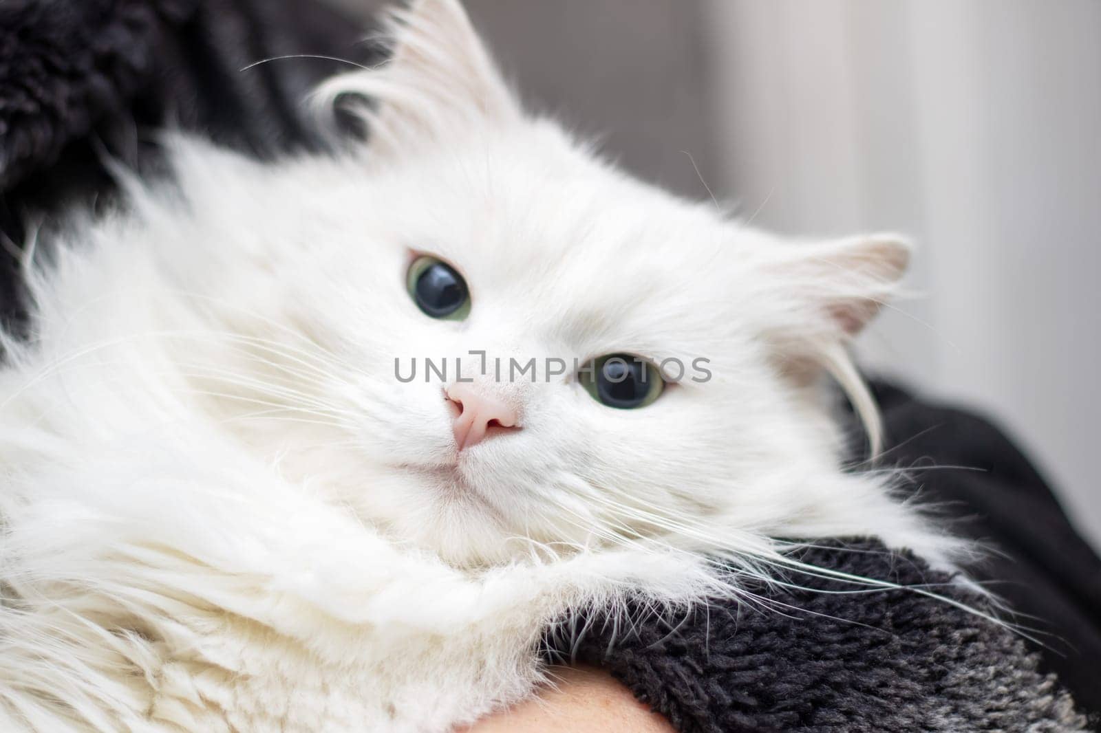 a person is holding a white cat in their arms by Vera1703