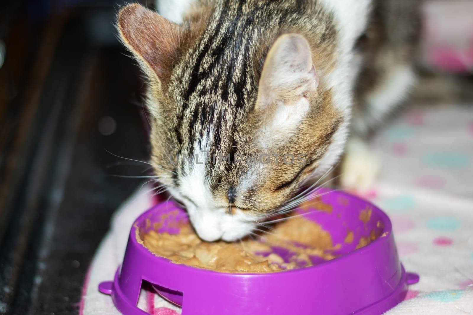 A domestic shorthaired Felidae, a small to mediumsized carnivorous cat, is eating from a pink bowl with whiskers and a snout from a pet supply store