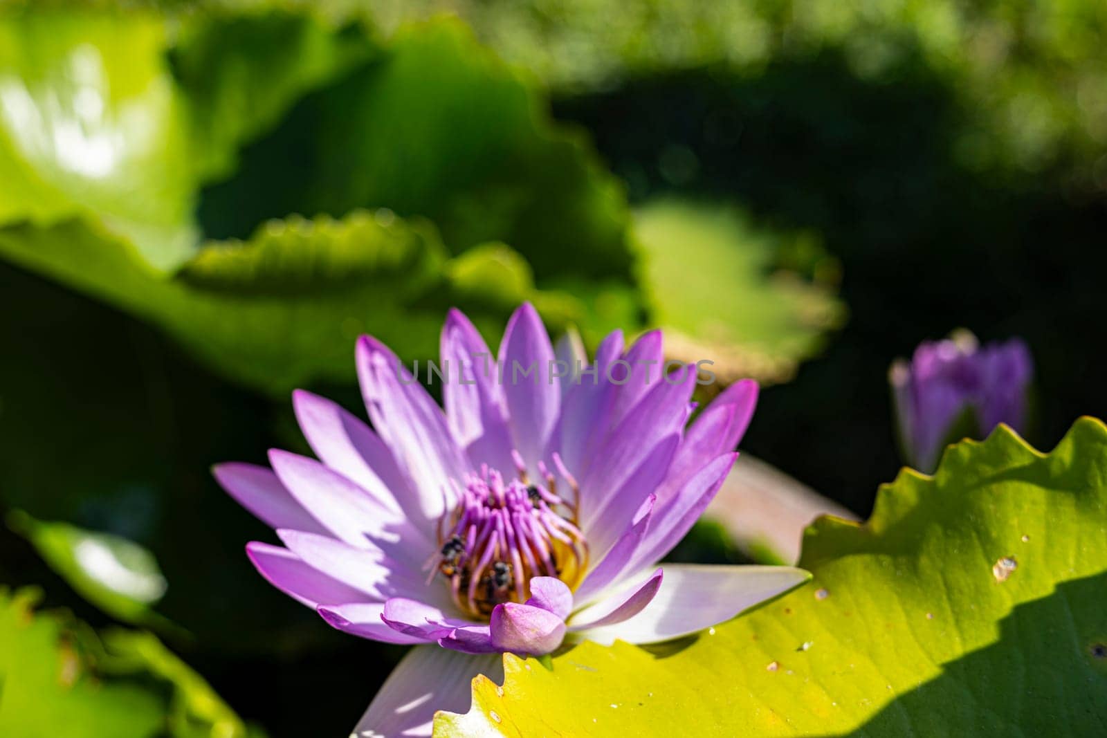 Lotus Flowers Bloom In The Morning by urzine