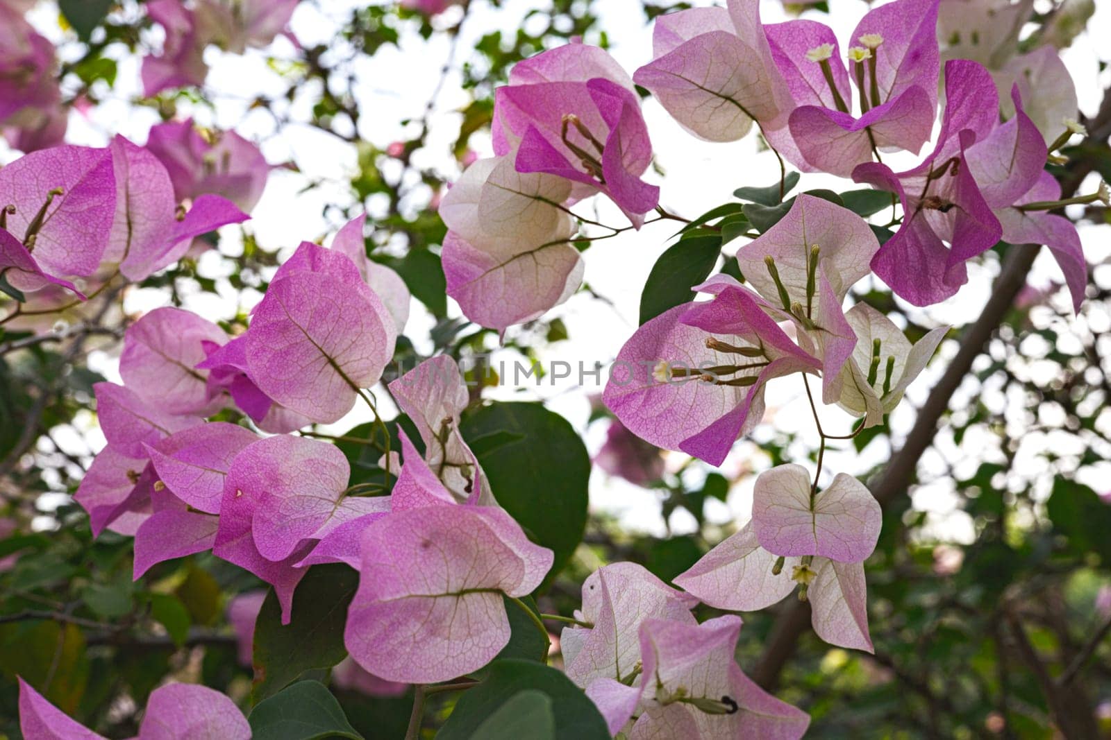 Pink Bougainvillea Flowers by urzine