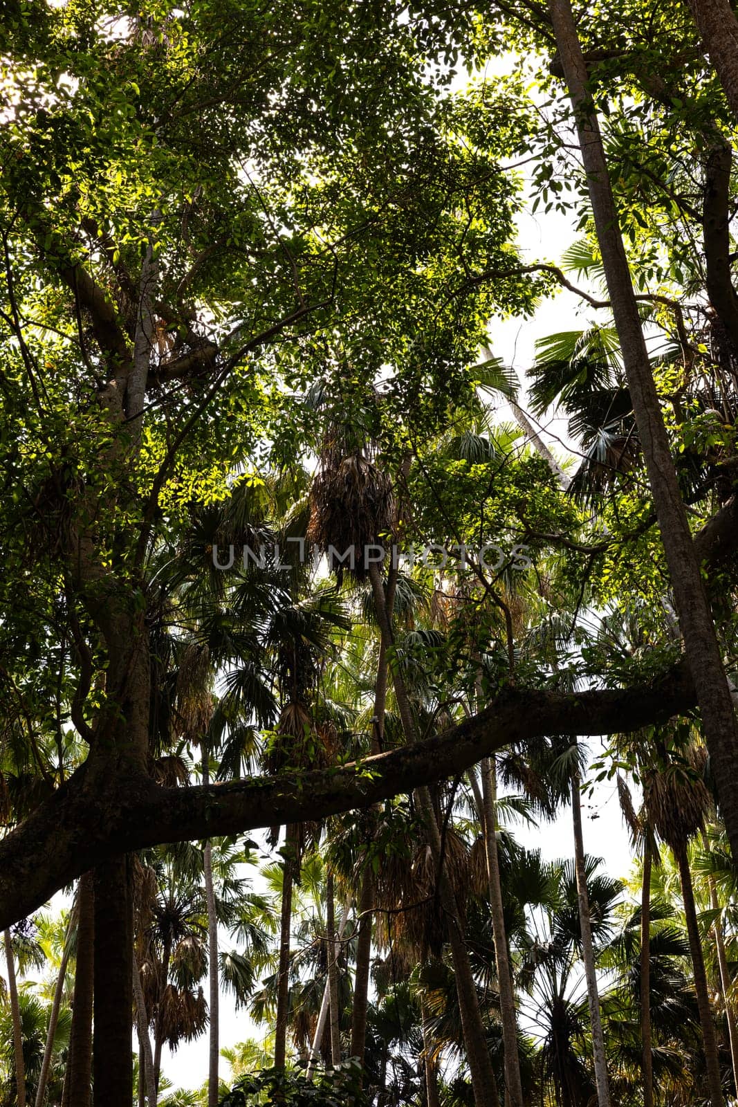 Tropical jungles of Southeast Asia by urzine