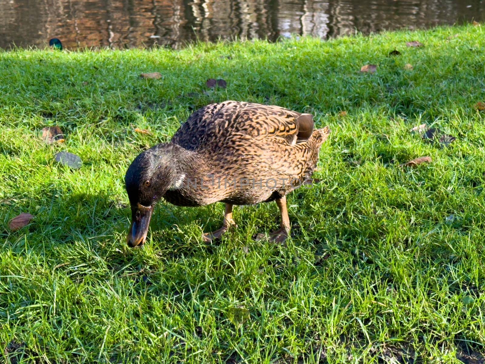 Europen mallard duck standing on the grass by Bonandbon