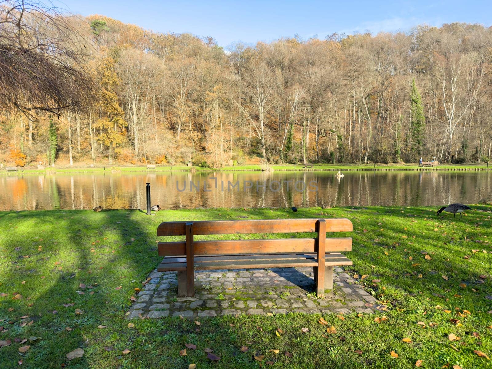 Empty wooden bench in front of a lake in late autumn landscape park in Belgium