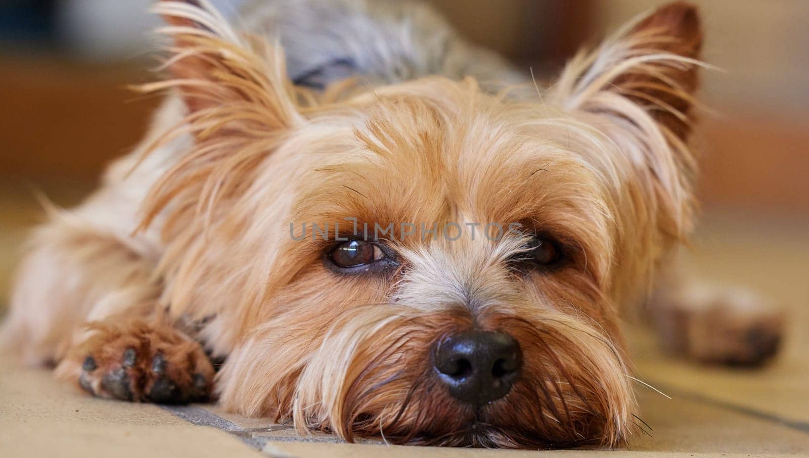 Dog, ground and home with Yorkshire Terrier, relax and pet with face and calm behaviour. Fur, rescue puppy and animal ready for a rest with comfort in a new house with care and loyal yorkie on floor.