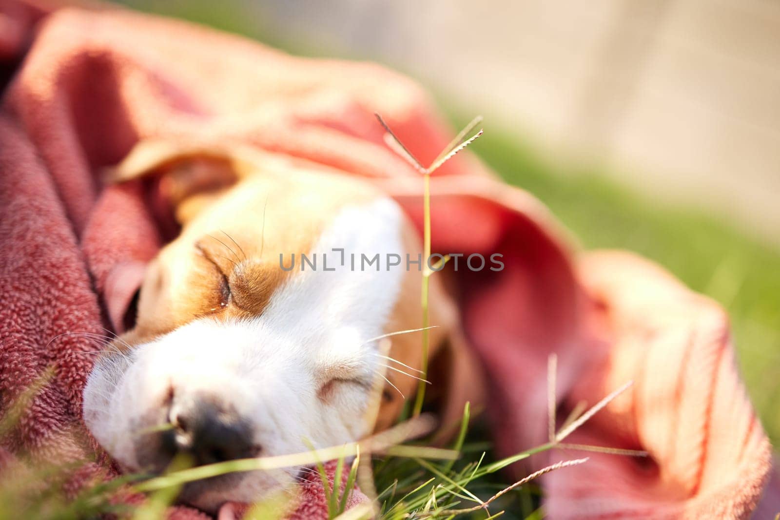 Grass, dog and sleeping puppy in blanket for adoption, rescue shelter and animal care. Cute, pets and adorable pitbull outdoors for tired, resting and relax in environment, lawn and nature in morning by YuriArcurs