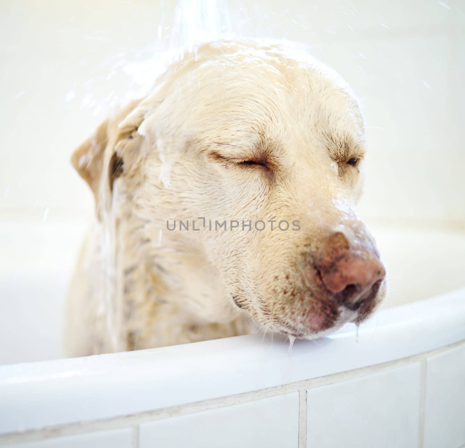 Shower, dog and cleaning in bathroom in home for wellness, hygiene or health of animal. Pet, bathtub and washing labrador retriever in water for grooming hair or care of cute canine in apartment by YuriArcurs