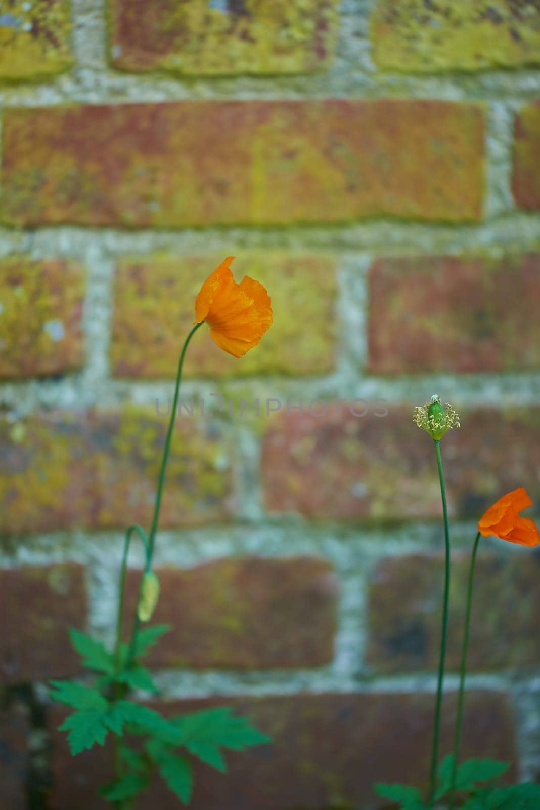 Nature, poppy flower and environment with brick by wall for natural development, growth and sustainable for eco friendly. Ecological, plant and garden from papaver crocreum gardening for decoration by YuriArcurs