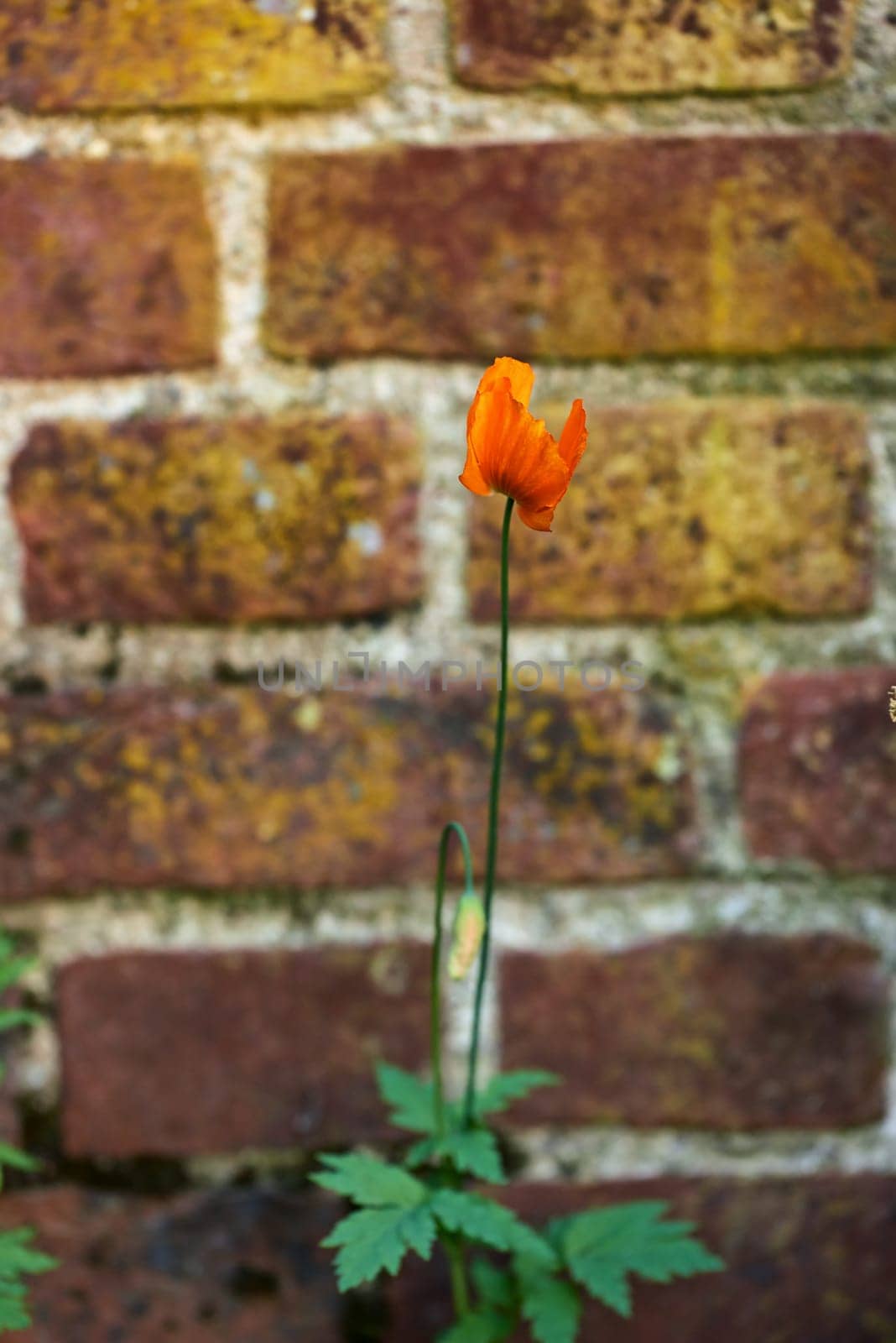 Brick, wall and cement with poppy flower in nature, outside and block with concrete for home build. Masonry, brickwork and weather for outdoor stone architecture, plant or weathered and aged material by YuriArcurs