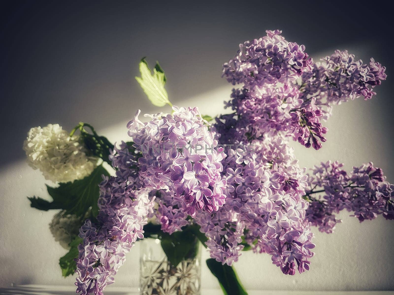 A bouquet of blossoming purple lilac flowers and a white viburnum inflorescence on a gray background by MilaLazo