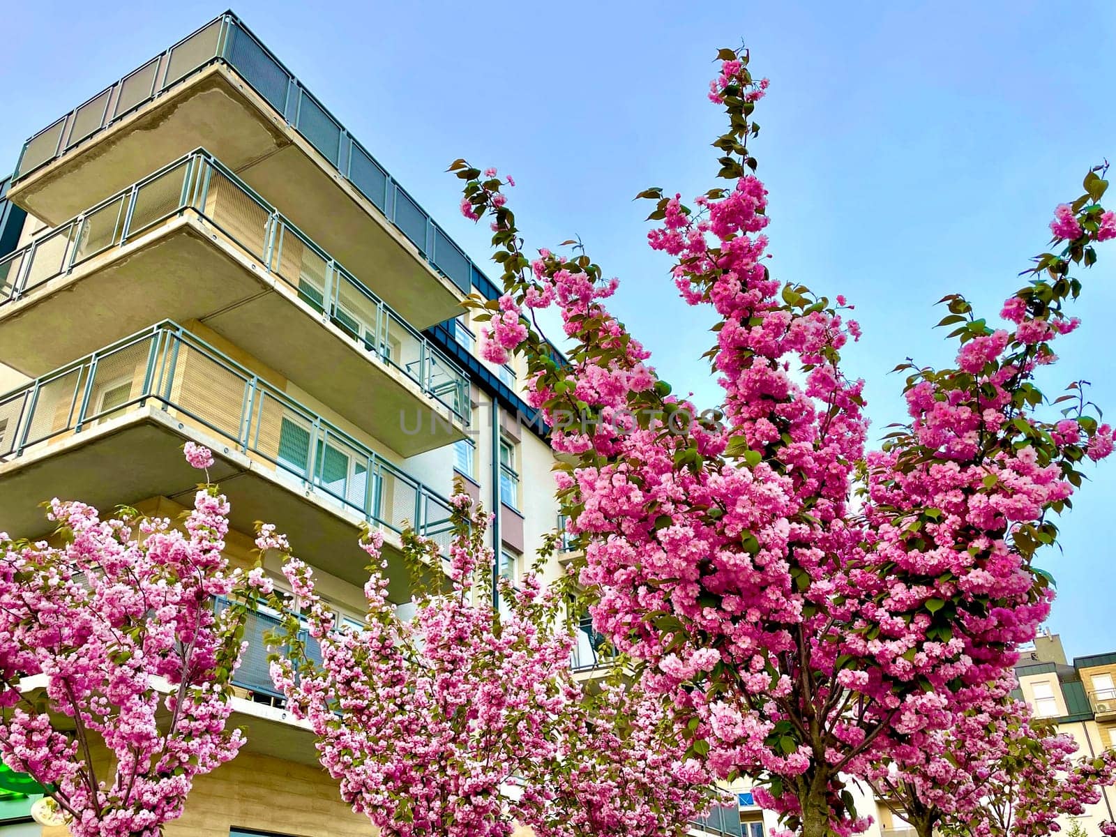 In the spring, a charming sakura blossomed in the city near the houses with lush pink blossoms. High quality photo