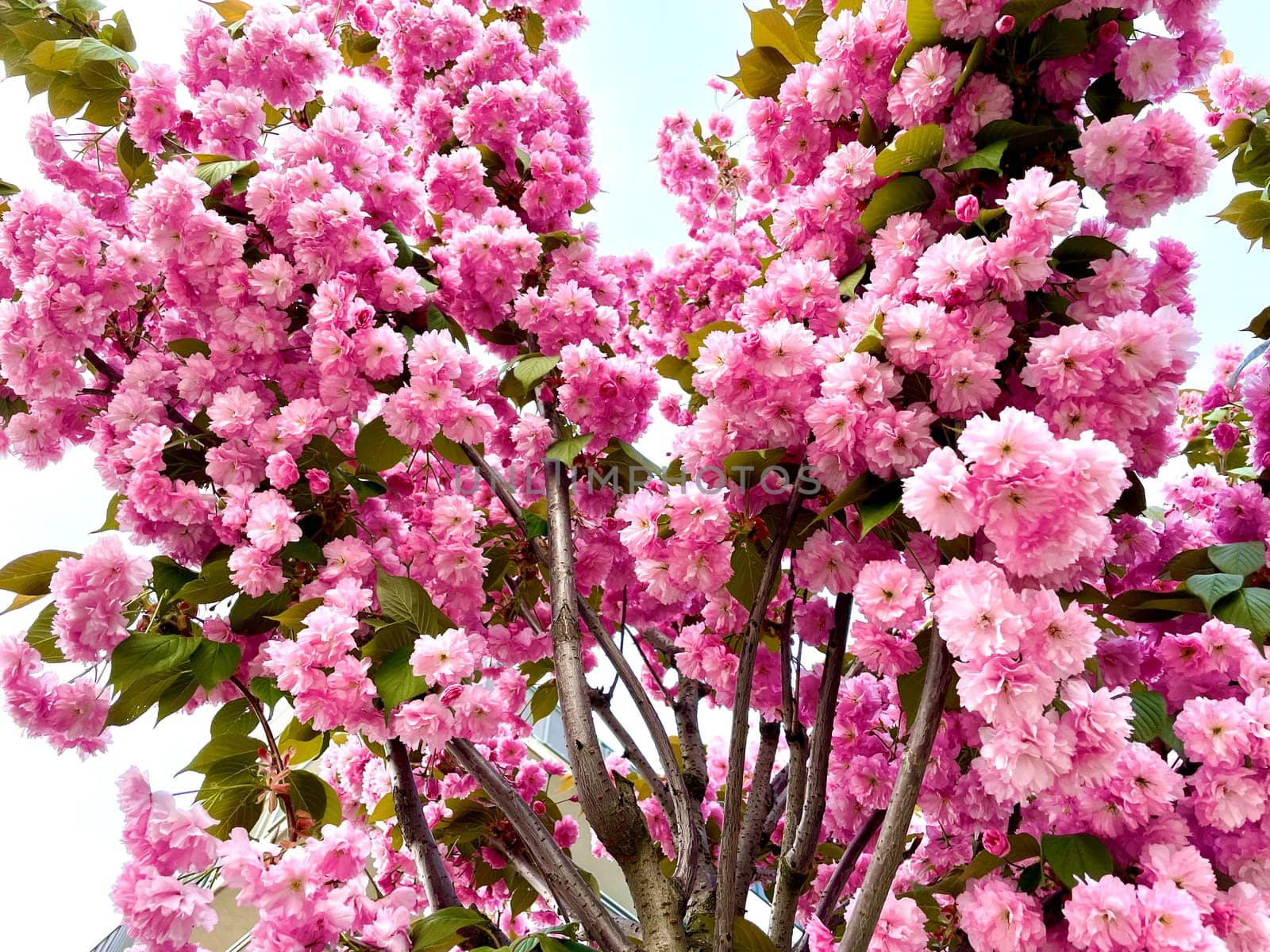 In the spring, a charming sakura bloomed with a lush pink flower by MilaLazo