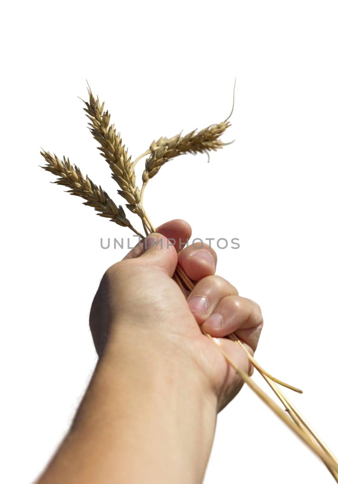 Hand holding three wheat spikelets isolated on white background.