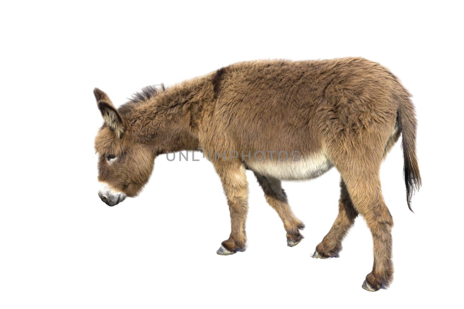 Brown donkey with long ears isolated on white background.