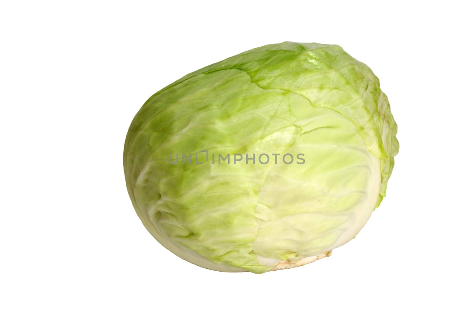 Ripe round green cabbage isolated on white background.