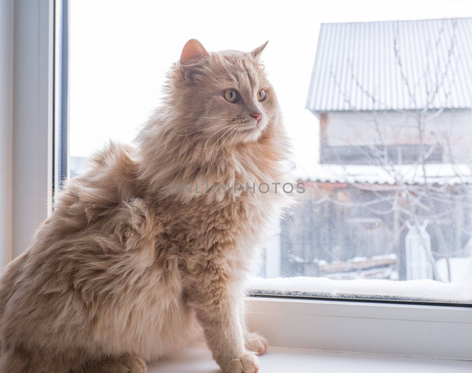 Red fluffy cat sits on the windowsill and looks out the window.