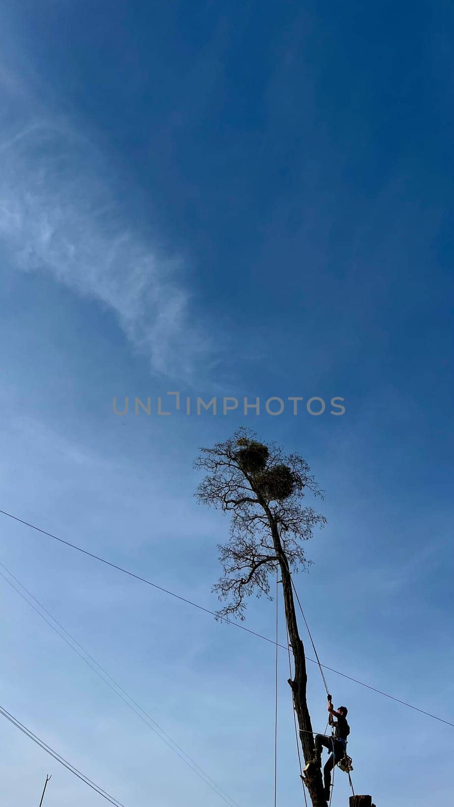 A person, man, arborist is chopping and cutting a tree in front of a house under the summer sunny day, altering the natural landscap