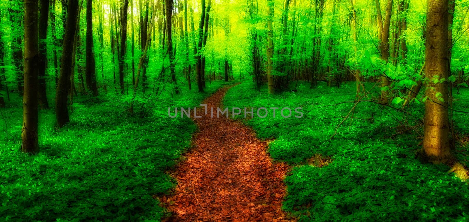 Environment, forest and hiking trail with trees in summer for conservation or sustainability of ecosystem. Earth, jungle and landscape with path in rainforest in Bolivia for adventure and exploration by YuriArcurs