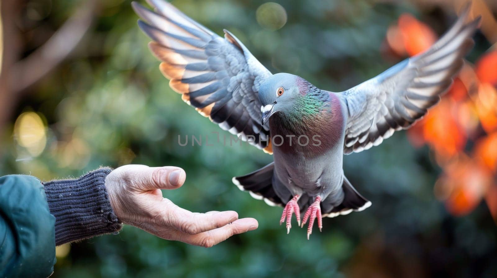 A pigeon flying towards a hand that is reaching out