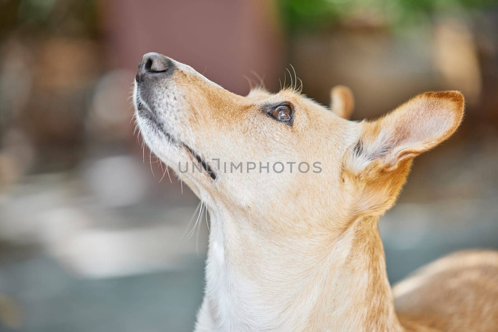 Animal rescue, foster and dog in backyard for learning, watching or behavior training for adoption process or procedure. Pets, stray and homeless Dixie Dingo walking in Australia for shelter search by YuriArcurs