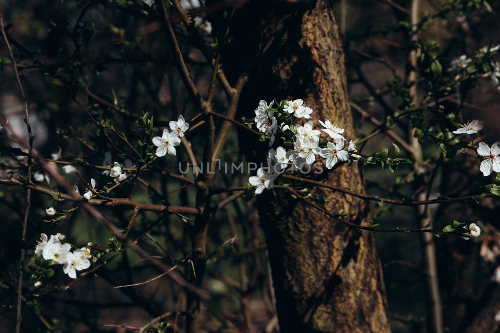trees and leaves bloom in spring by IvanDerkachphoto