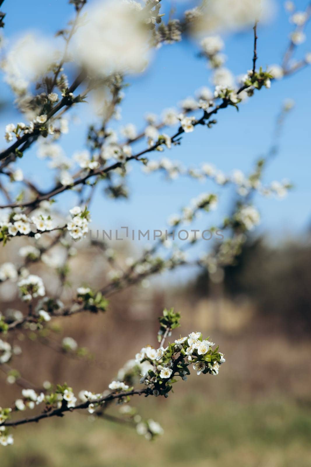 trees and leaves bloom in spring. High quality photo