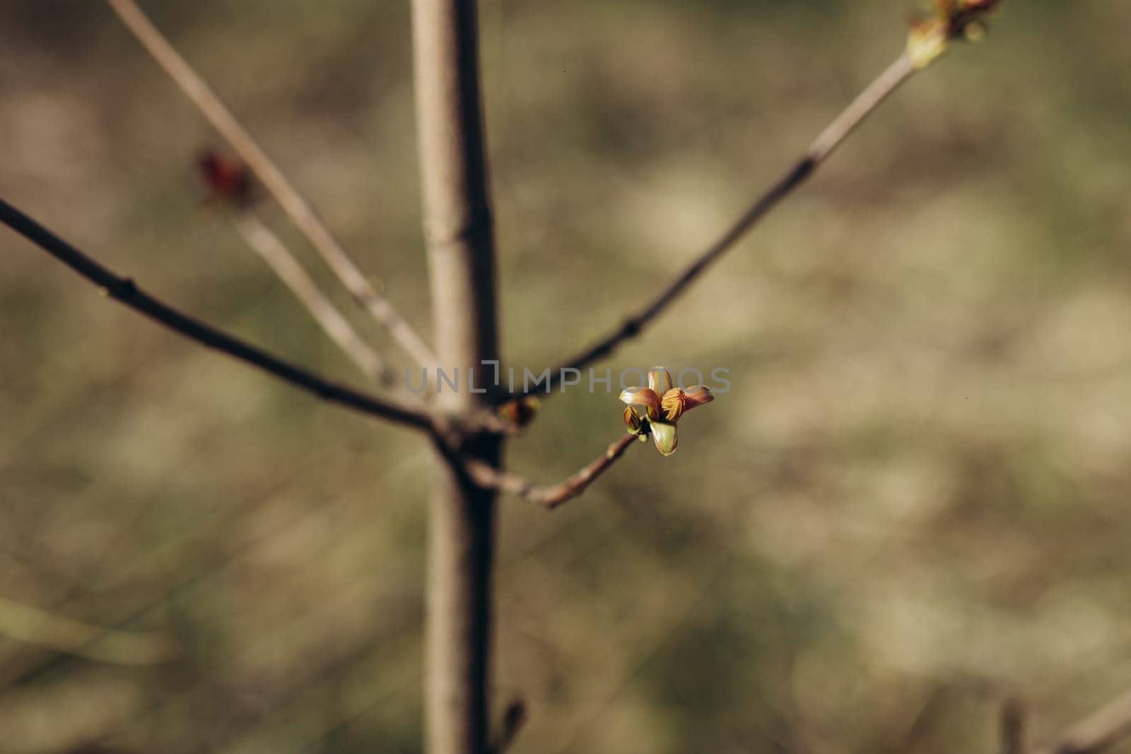 trees and leaves bloom in spring by IvanDerkachphoto