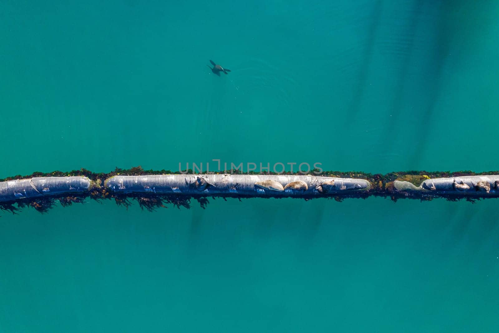 Ocean, aerial and water with seals on pipeline in nature for environment, ecology and oil transportation. Drone, metal and sea with marine animal on gas pipe for ecosystem, habitat and travel by YuriArcurs